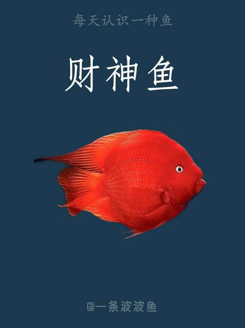 財神魚風水講究