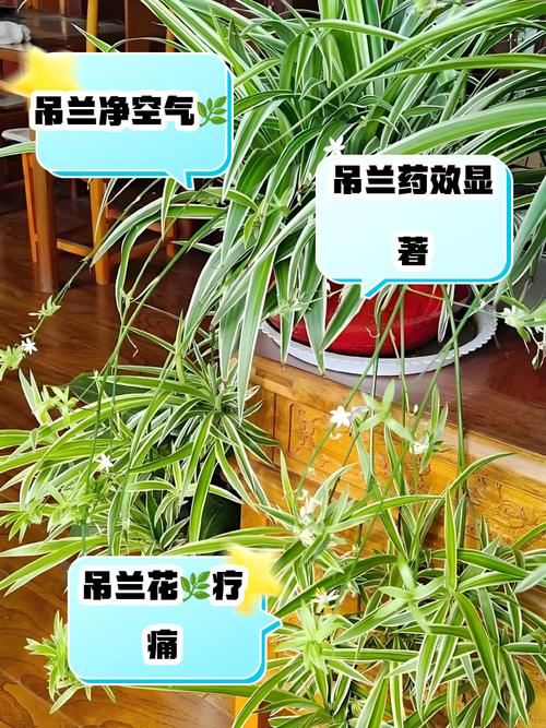 吊蘭風水禁忌有什么