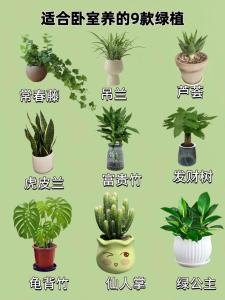 臥室適宜擺放什么植物