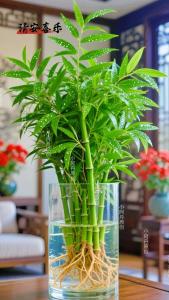 植物風(fēng)水：什么是開(kāi)運(yùn)竹？