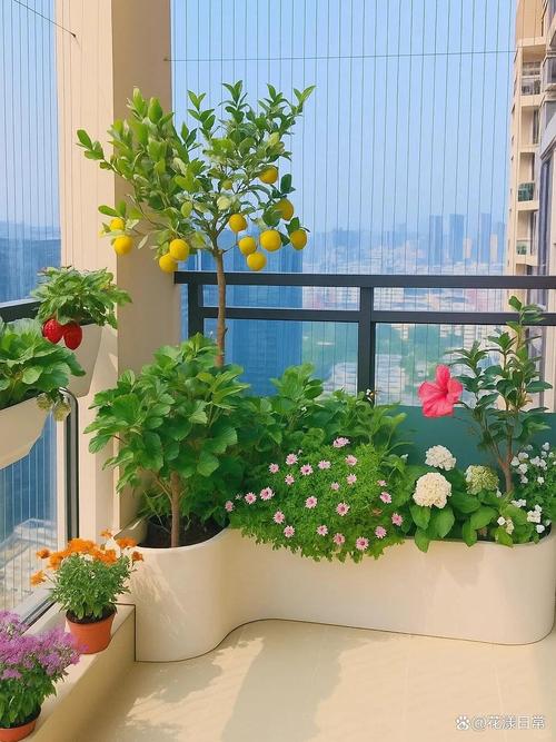 高層樓房陽臺擺放這幾種植物可以招桃花運