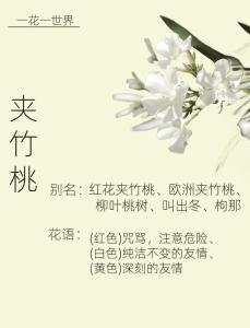 如何告別單身，最招桃花的植物有哪些？
