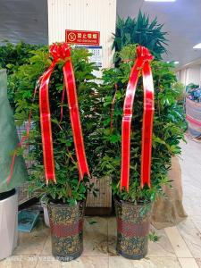 公司前臺風水植物  需擺放有寓意的植物