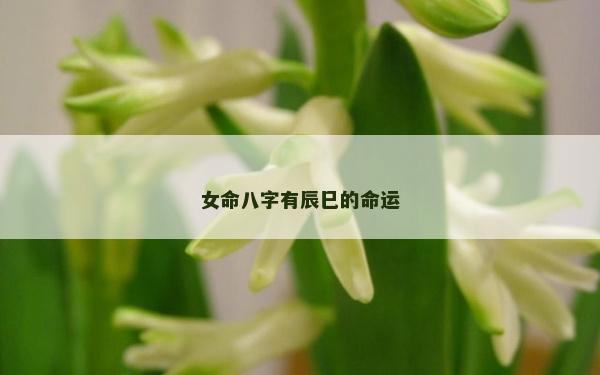 女命八字有辰巳的命運 女命八字有辰巳的命運