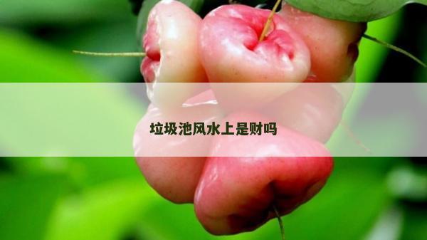 垃圾池風水上是財嗎