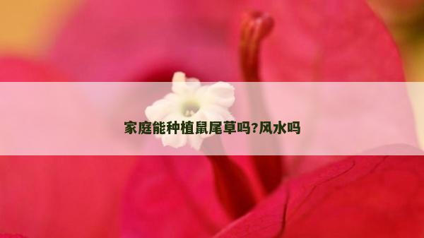家庭能種植鼠尾草嗎?風(fēng)水嗎