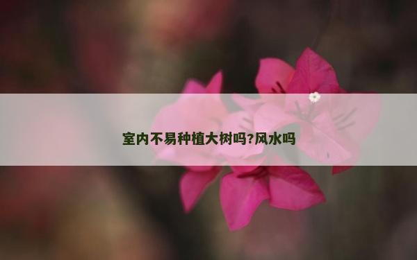 室內不易種植大樹嗎?風水嗎