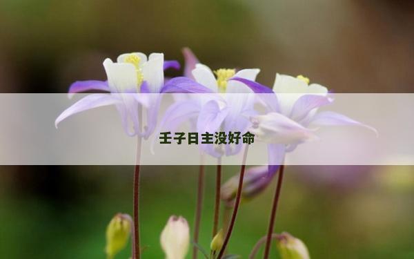 壬子日主沒好命