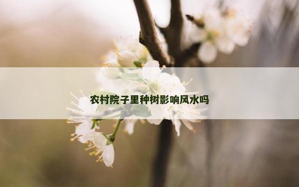 農村院子里種樹影響風水嗎