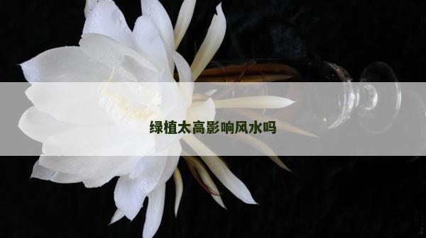 綠植太高影響風(fēng)水嗎