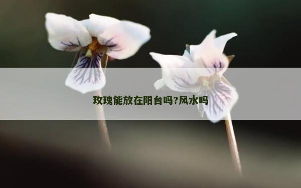 玫瑰能放在陽臺嗎?風水嗎