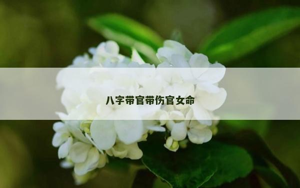 八字帶官帶傷官女命