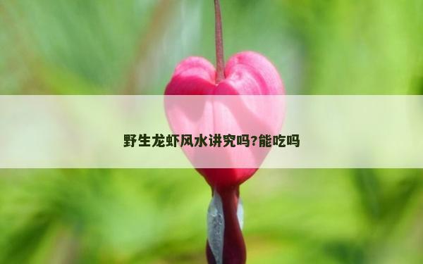 野生龍蝦風水講究嗎?能吃嗎