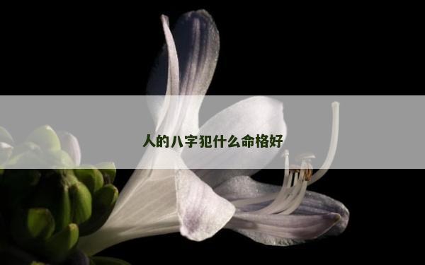 人的八字犯什么命格好