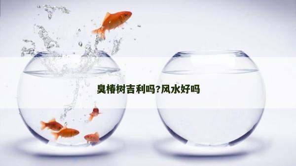 臭椿樹吉利嗎?風水好嗎