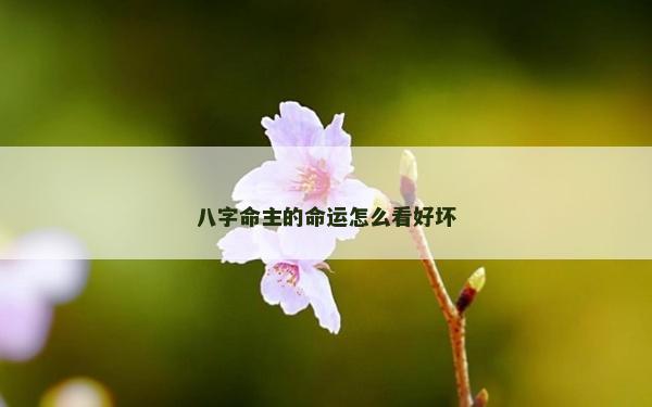 八字命主的命運怎么看好壞
