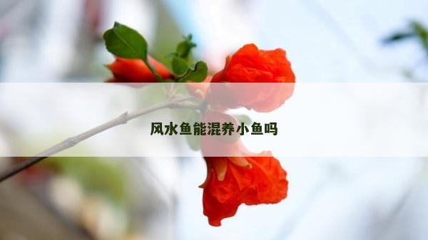 風水魚能混養小魚嗎