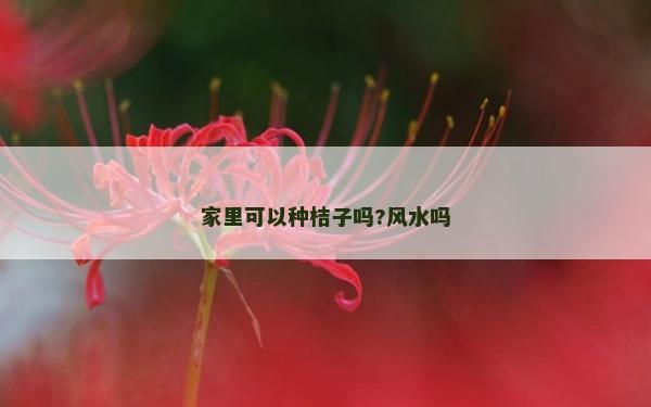 家里可以種桔子嗎?風水嗎