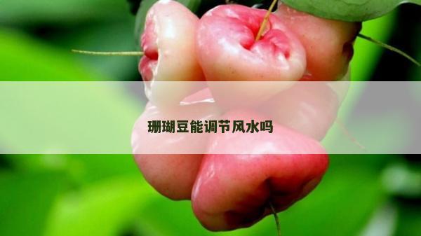 珊瑚豆能調(diào)節(jié)風(fēng)水嗎