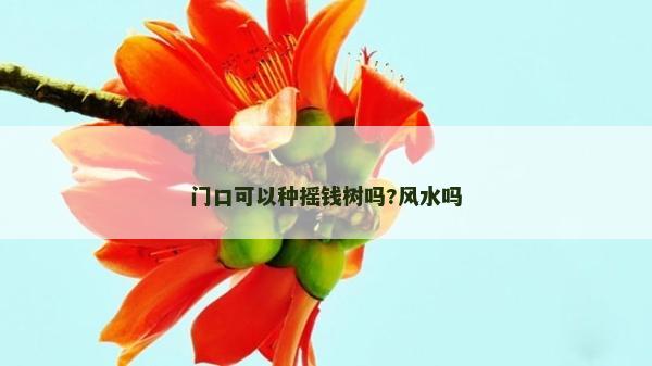 門口可以種搖錢樹嗎?風(fēng)水嗎