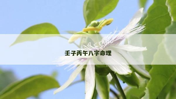 壬子丙午八字命理