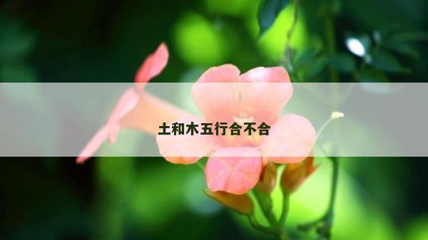 土和木五行合不合