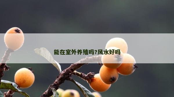 能在室外養(yǎng)殖嗎?風(fēng)水好嗎