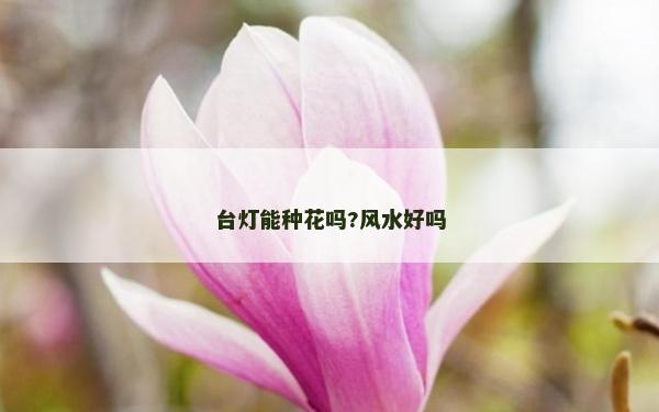 臺(tái)燈能種花嗎?風(fēng)水好嗎