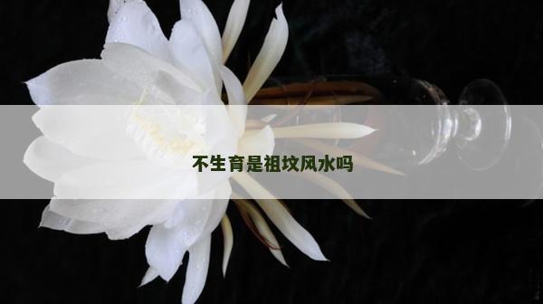 不生育是祖墳風水嗎