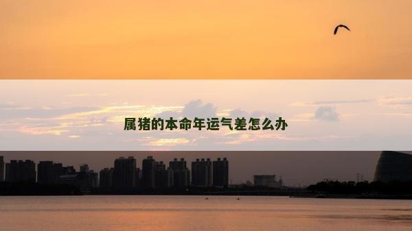 屬豬的本命年運氣差怎么辦