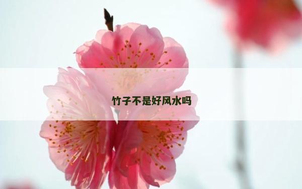 竹子不是好風水嗎