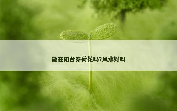 能在陽臺養(yǎng)荷花嗎?風(fēng)水好嗎
