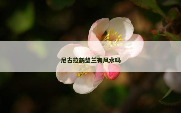 尼古拉鶴望蘭有風水嗎