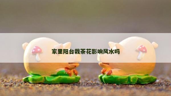 家里陽臺(tái)栽茶花影響風(fēng)水嗎