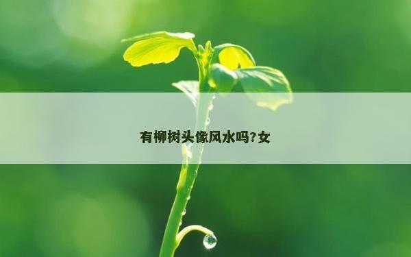 有柳樹頭像風水嗎?女