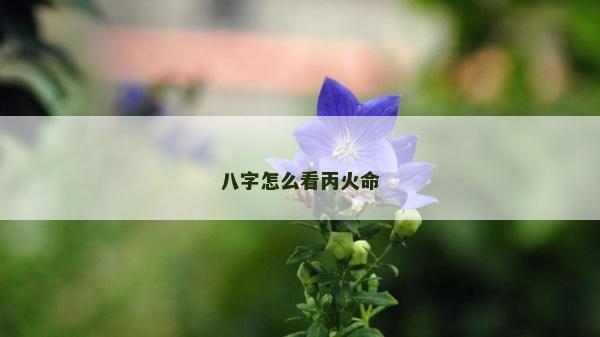 八字怎么看丙火命 八字怎么看丙火命