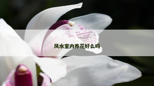 風水室內養花好么嗎