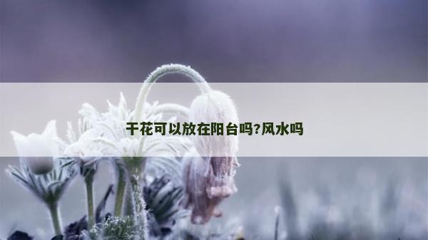 干花可以放在陽臺嗎?風水嗎