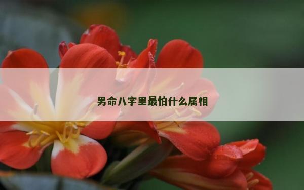 男命八字里最怕什么屬相