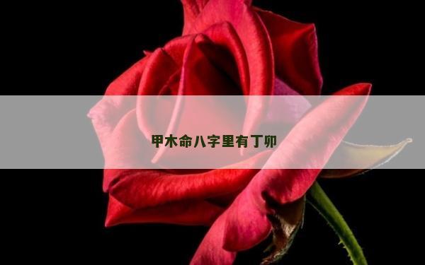 甲木命八字里有丁卯 甲木命八字里有丁卯