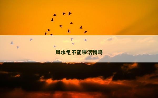 風水龜不能喂活物嗎