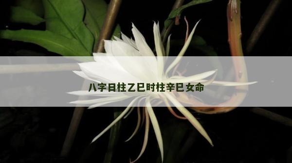 八字日柱乙巳時柱辛巳女命