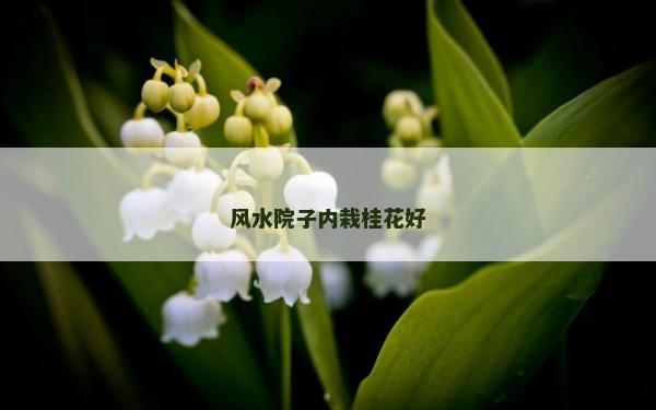 風水院子內栽桂花好