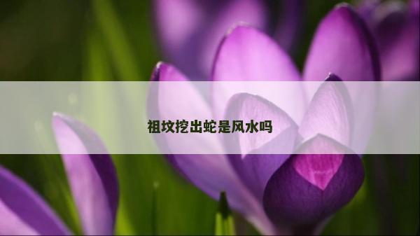祖墳挖出蛇是風(fēng)水嗎
