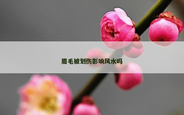 眉毛被劃傷影響風水嗎