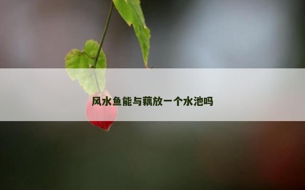 風水魚能與藕放一個水池嗎