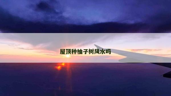 屋頂種柚子樹風水嗎