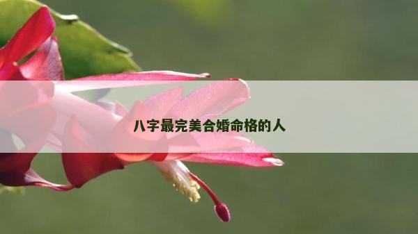 八字最完美合婚命格的人