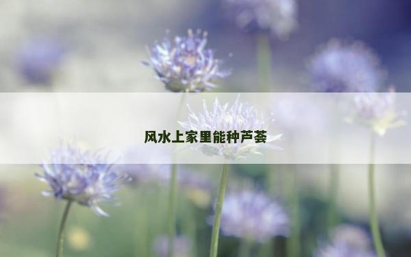 風水上家里能種蘆薈
