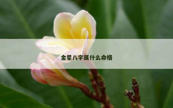 金星八字屬什么命格